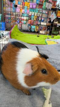 Rescue Short Haired Guinea Pigs for Adoption in Frederick, Maryland - JJ | PetCurious